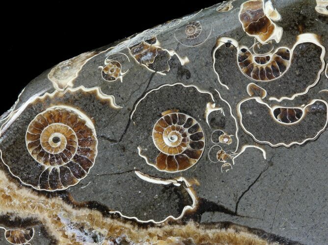 Polished Ammonite Fossil Slab - Marston Magna Marble #63823